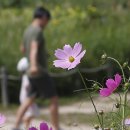 대통령공원 진돗개 이미지