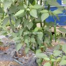 운심농장 이미지