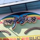 닭나라 정 이미지