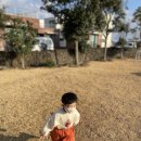 한동리브로콜리 이미지