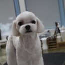 몽몽이애견미용 이미지