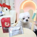 맥스동물병원 | 14살 강아지 심장병 보호자가 선택한 심장영양제 뱃앤펫 카디오맥스 후기