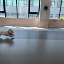 아따멍멍 이미지