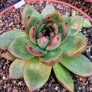 엘도라도 이미지