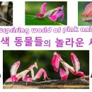 분홍색 동물들의 놀라운 세계 The surprising world of pink animals 이미지