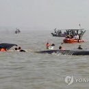 향유고래 이미지