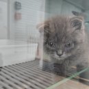 분당 요미독앤캣 강아지분양 고양이분양 이미지