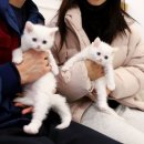 수원고양이분양 고사남 본점 네이버블로그