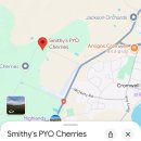 S-농장 | 뉴질랜드 크롬웰 체리따기 체험 , Smithy’s PYO체리농장 솔직 후기!