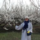 칠불사,매화마을 이미지