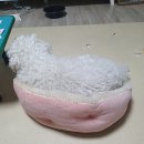 효자 동물병원 | 전주 효자동물병원, 반려동물의 건강을 책임지다!