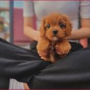 막둥이애견 이미지