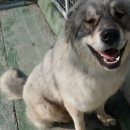 땡자애견 이미지