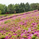 우암동 도시숲 이미지