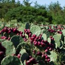 신안군농업기술센터 이미지