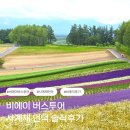 에이투어 | 비비에이 사계채언덕 후기｜7월 개화상황·트랙터 투어 솔직후기
