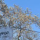 사러가 할인마트 | 목련 개화를 기다리며 연희동 혼놀 코스_닐젤라또, 사러가마트, 바늘이야기, 어리틀띵, 연희동국화빵