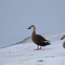 동부반점 이미지