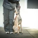 루카스독트레이닝 이미지