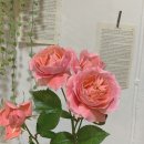 군장카피타운 이미지