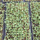 영진농장 이미지