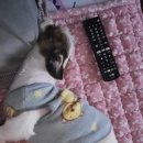 연이동물병원 이미지