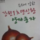 양파 모종 판매 합니다..마감 합니다.. 이미지