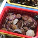 주문진 방파제회센타 이미지