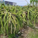 운대농장 이미지