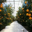 삼우농원 이미지