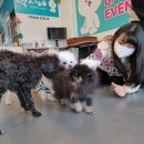 약지애견카페 이미지