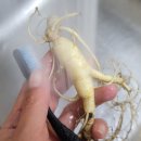 천종농장 | 산양삼 효능 및 먹는법 지삼당 야생산삼 으로 선택해 몸보신