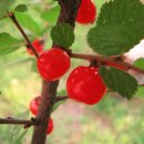 앵두여인숙 이미지