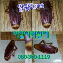 일광ZONE 이미지