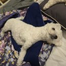 인천애견호텔 사이좋개 송도점 이미지