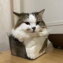 가운데 이미지