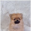 드림독 강아지분양 안심분양센터 부천점 이미지