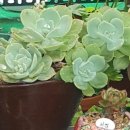 댕강댕강 이미지