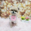 구름이네 애견미용 이미지