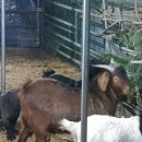 태웅농장 이미지