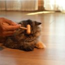 그루밍도그 이미지