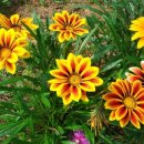 아름다운 정원을 꿈 이미지