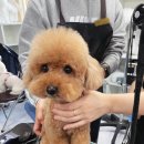 영천애견미용 이미지
