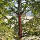 주목나무집 이미지