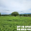 제주 와흘 메밀꽃 축제 후기｜아직 만개 전, 초록빛 밭 산책 다녀왔어요
