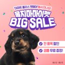 마이펫 머니투데이