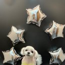 오늘의 강아지 이미지