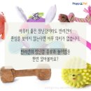 올어바웃펫 이미지