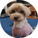 멜로멍스 이미지