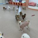 댕구르강아지유치원 이미지